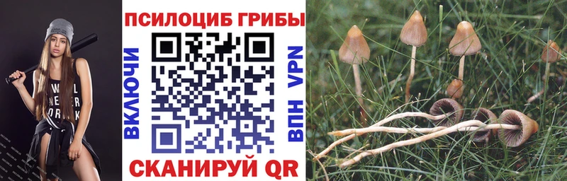 сколько стоит  Любим  Псилоцибиновые грибы Psilocybine cubensis 